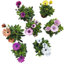 Kapkörbchen FloraSelf Osteospermum 'Sunny' Ø 12 cm Topf