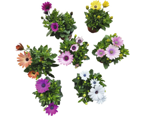 Kapkörbchen FloraSelf Osteospermum 'Sunny' Ø 12 cm Topf