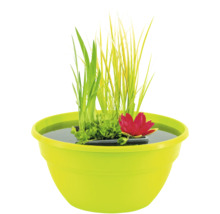Miniteich FloraSelf inkl. Mixkorb mit Pflanzen Ø 40 cm Schale lime