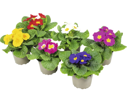 Verschiedenfarbige Topfprimeln mit grünen Blättern in Töpfen