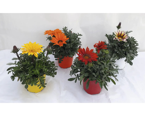 Gazania-Pflanzen in Töpfen mit gelben, orangen, roten und gestreiften Blüten