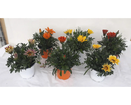 Gazania-Blumen in Töpfen mit verschiedenen Blütenfarben