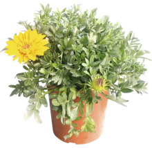 Strauchmargerite im Topf