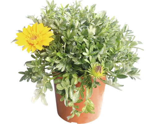 Strauchmargerite im Topf