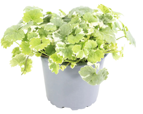 Weißbunter Gundermann FloraSelf Glechoma hederacea 'Variegata' Ø 11 cm Topf