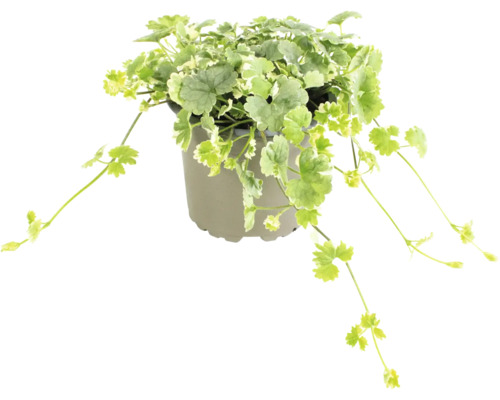 Gundermann Pflanze im Topf