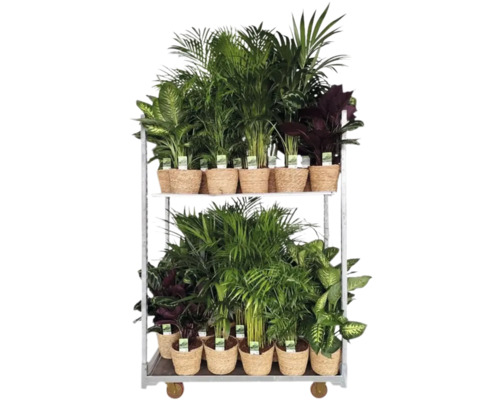 Zimmerpflanzen Grünmix in Korb FloraSelf Ø 21 cm Topf zufällige Sortenauswahl Zimmerpflanzen auf einem Rollwagen