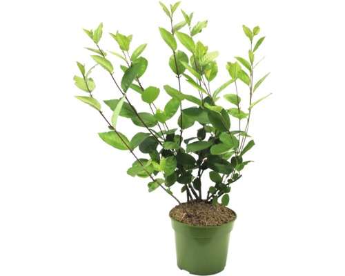 Pflanze im Topf mit grünen Blättern.