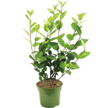 Aronia Pflanze im Topf