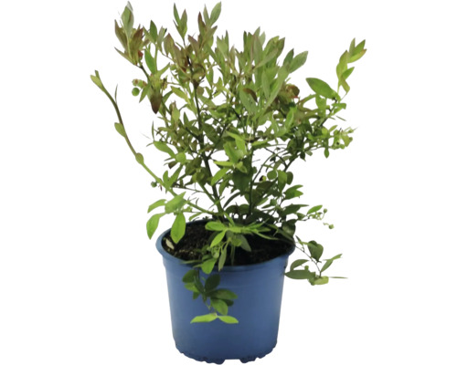 Blaubeerstrauch in einem Topf