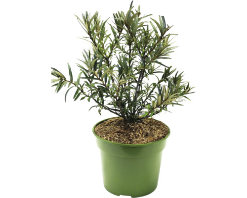 Sanddorn im Topf für den Garten