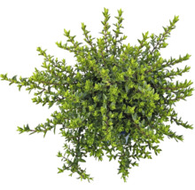 Dichtbuschiger Thymian im Topf von oben