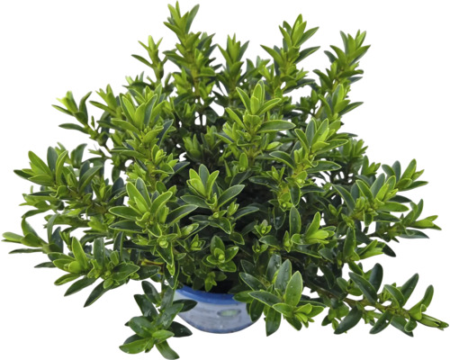 Im Topf gezogener Buchsbaum mit grünen Blättern