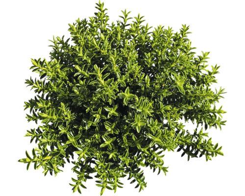 Buchsbaum Pflanze