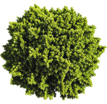 Immergrüner Buchsbaum als Kugelform für den Garten