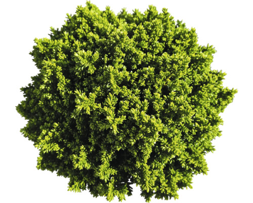 Immergrüner Buchsbaum als Kugelform für den Garten
