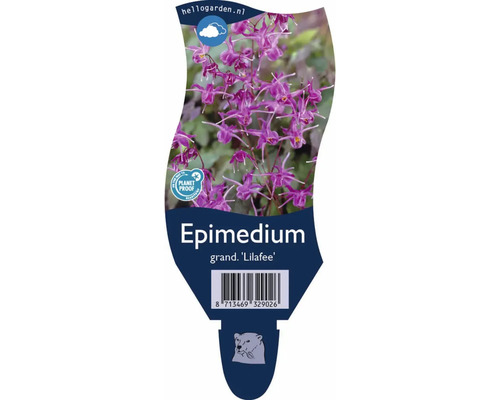 Elfenblume grandiflora Lilafee Pflanzenetikett