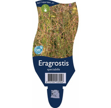 Eragrostis spectabilis Ziergras Etikett