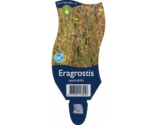 Eragrostis spectabilis Ziergras Etikett