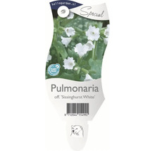 Etikett der Lungenkraut Pflanze Sissinghurst White mit Barcode