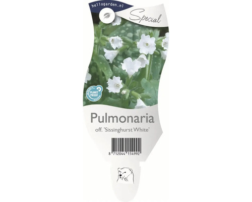 Etikett der Lungenkraut Pflanze Sissinghurst White mit Barcode