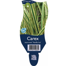 Carex morrowii Vanilla Ice Pflanzenetikett