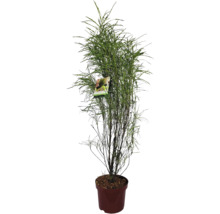 Silberbaum im Topf