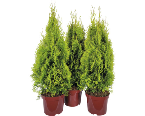 Drei Thuja-Pflanzen im Topf