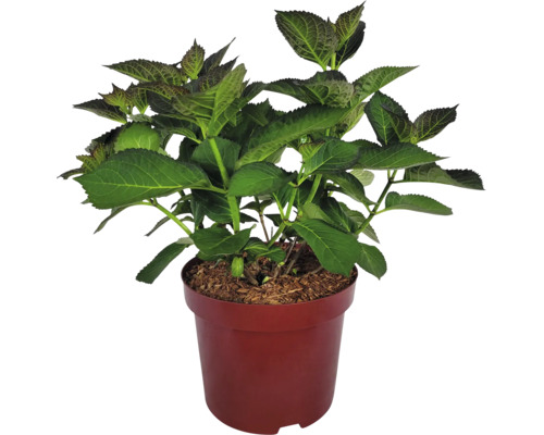 Hortensie im Topf