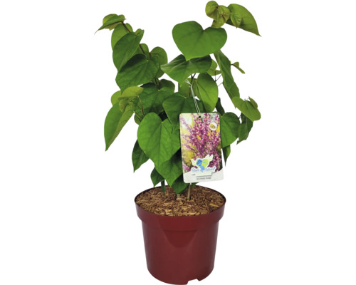 Judasbaum im Topf mit grünen, herzförmigen Blättern und Pflanzenetikett