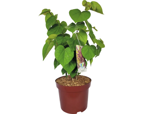 Judasbaum im Topf mit herzförmigen Blättern