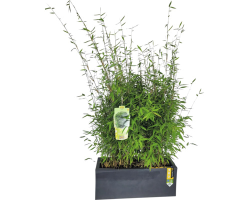 Malachit-Bambus Fargesia Malachite MonkeysⓇ Ⓢ FloraSelf H ca. 60-80 cm im Kasten L59xB22,5xH19,5 cm