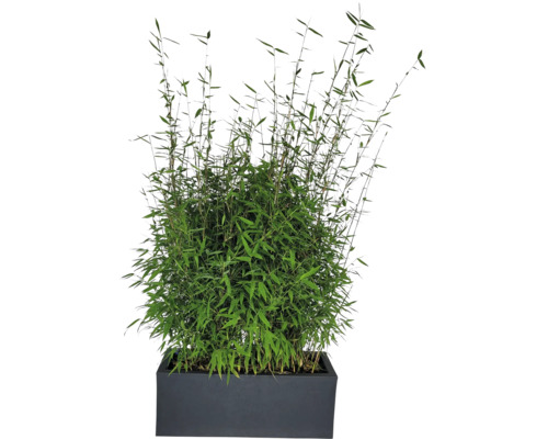 Bambuspflanze im Pflanzkasten