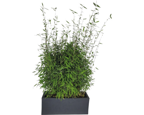 Bambus im Pflanzgefäß für den Außenbereich