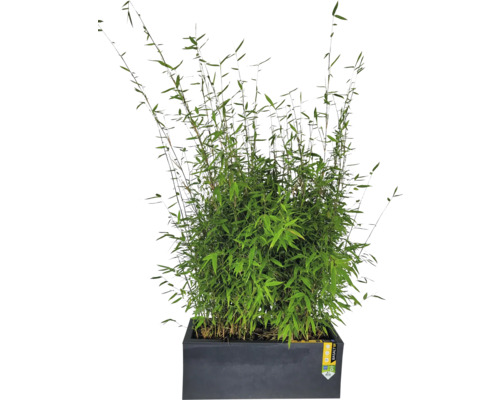 Bambuspflanze in rechteckigem Pflanzgefäß