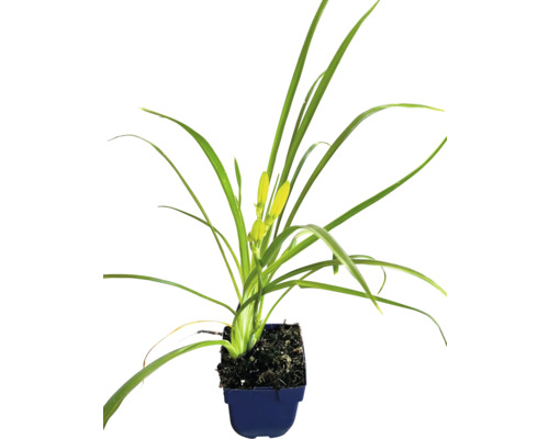 Taglilie in einem Pflanzgefäß