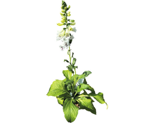 Fingerhut Pflanze mit weißen und gelben Blüten