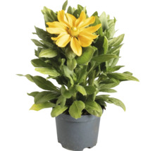 Rudbeckia in einem Topf