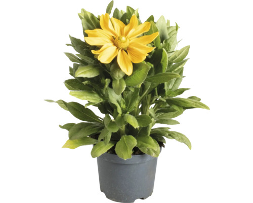 Schwarzäugige Rudbeckie FloraSelf Rudbeckia hirta Sunbeckia ® 'Ophelia' Co 3 L Rudbeckia in einem Topf