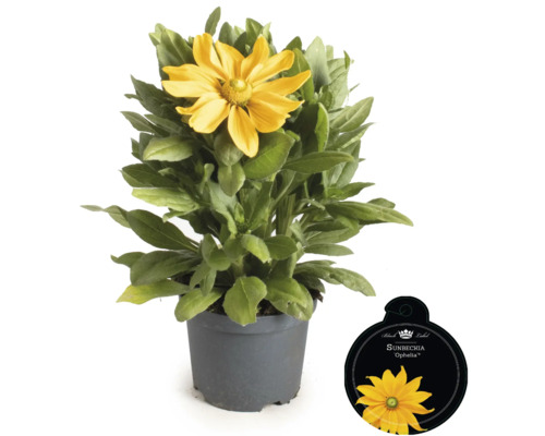 Sonnenbraut im Topf mit Pflanzenetikett