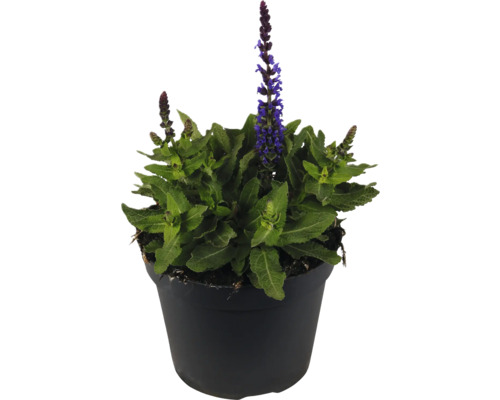Steppen-Salbei, Hainsalbei, Ziersalbei FloraSelf Salvia nemorosa Marvel Blue Co 1 L Salbei Pflanze im Topf