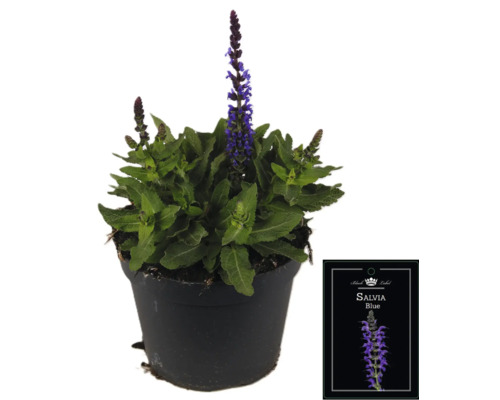 Salvia Blue Pflanze im Topf