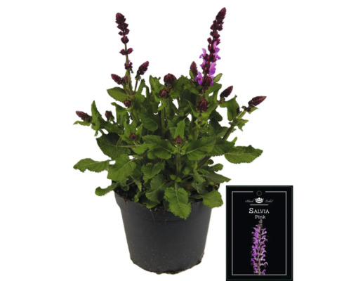 Salbei Black Label Pink im Topf