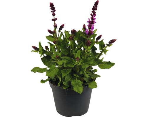 Steppen-Salbei, Hainsalbei, Ziersalbei FloraSelf Salvia nemorosa Marvel Pink Co 1 L Salbei Pflanze in einem Topf