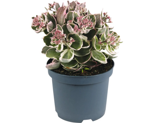 Pracht-Fetthenne FloraSelf Sedum telephium La Vie en Rose Co 3 L