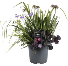 Blumenarrangement im Topf mit Allium und Heuchera