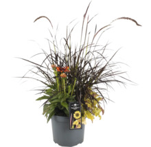 Blumenarrangement im Topf mit Ziergräsern und Blüten
