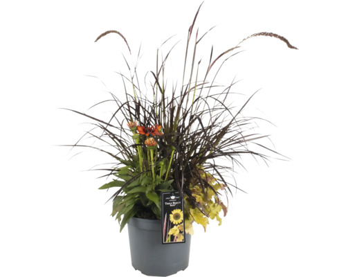 Blumenarrangement im Topf mit Ziergräsern und Blüten