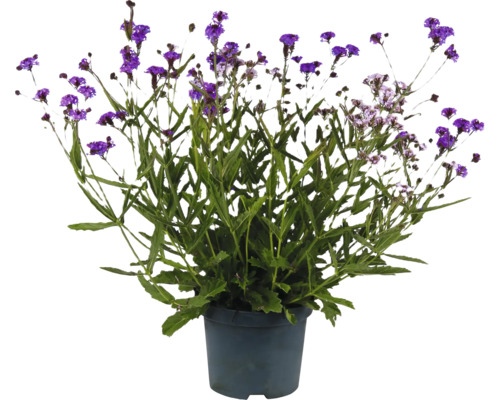 Eisenkraut FloraSelf Verbena Polaris Sky Duo Co 3 L Prämierte Sorte