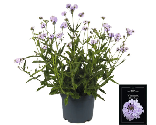 Eisenkraut FloraSelf Verbena Polaris Sky Blue Co 3 L Prämierte Sorte